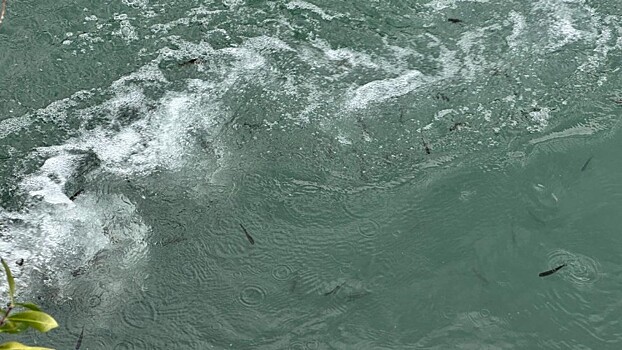 Около 400 тысяч мальков краснокнижного лосося выпустят за осень в Сочи