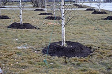 В Москве высадят около 7 тысяч деревьев в рамках проекта «Наше дерево»
