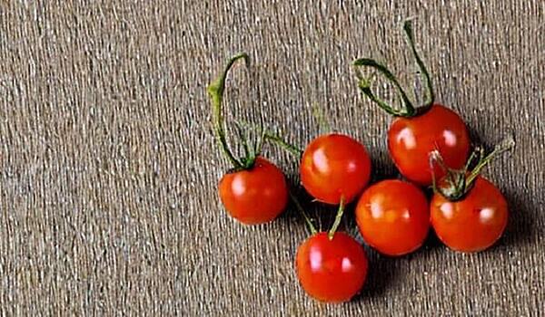 Для выращивания самого крошечного помидора в мире ученые создали робота-вентилятора