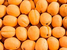 Около 23 тонн абрикосов с опасным вредителем задержали в порту Новороссийска