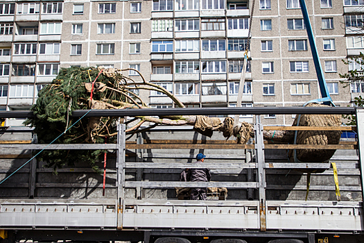 Власти собираются выделить деньги на покупку машины для пересадки взрослых деревьев в Калининграде