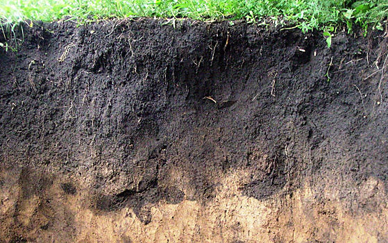 Объяснено накопление опасного токсина в почве и ячмене