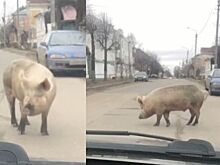 Огромная свинья нагло гуляла по центру Костромы и останавливала машины