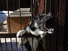 В Нижегородской области хотят обязать владельцев чипировать собак