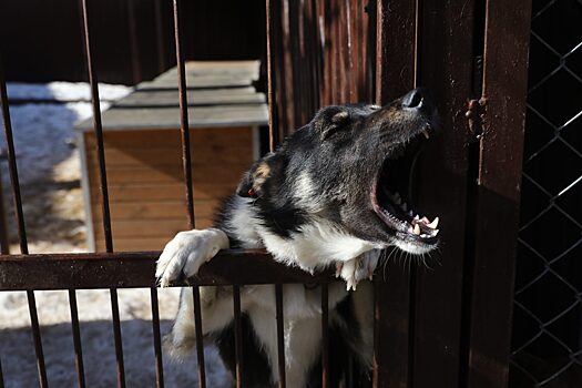 В Нижегородской области хотят обязать владельцев чипировать собак