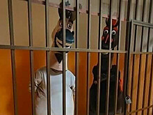 В Сочи на пять суток посадили коня и осла