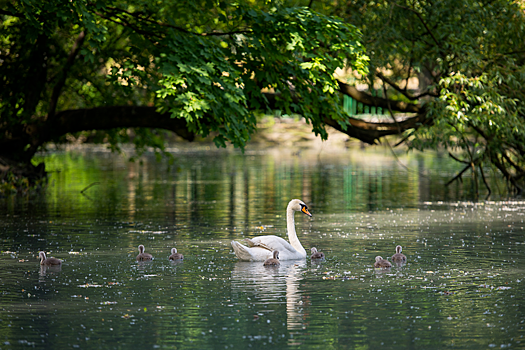 В центральном парке Владикавказа расчистили пруды и выпустили лебедей
