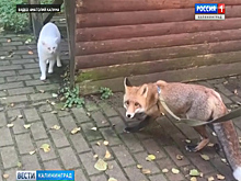 В национальном парке «Куршская коса» показали подросшего лисёнка Куршика