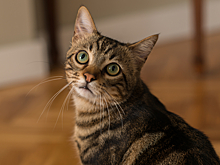 Кошка оплошала на глазах хозяйки