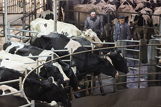 Себестоимость производства молока растет быстрее, чем закупочные цены на него