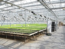 Новую теплицу с искусственным освещением намерены построить в СХПК «Комбинат Тепличный» в Вологде