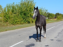 Лошадь погибла в ДТП в Агинском районе