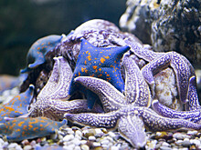 Ученые борются с нашествием морских звезд на гибнущий Большой Барьерный Риф