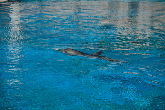 Центр "Дельфа": Заплывший в реку дельфин пока не может выйти в море