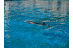 Центр "Дельфа": Заплывший в реку дельфин пока не может выйти в море