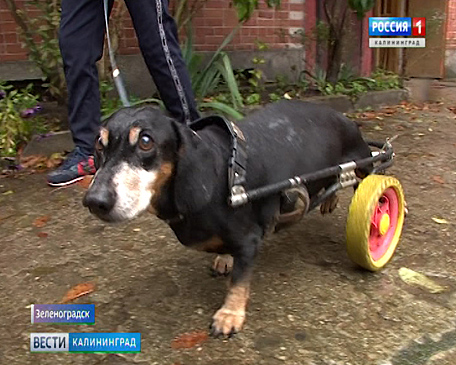 Собака-инвалид из Зеленоградска нашла новый дом