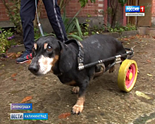 Собака-инвалид из Зеленоградска нашла новый дом