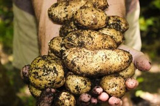 Спасаем картофель и томаты. Как бороться с бурой гнилью на овощах