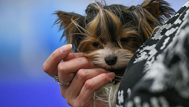 Перечислены пять пород собак для аллергиков