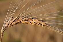 Россия проиграла тендер на поставку пшеницы в Египет