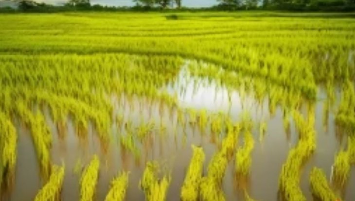 Выращивание риса прямым посевом — что нового