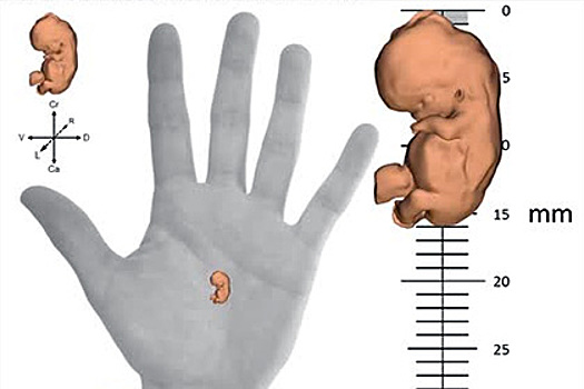 Создана интерактивная карта развития эмбриона