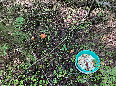 Пермяки похвастались собранными грибами