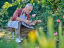 Гериатр Минздрава дала советы по подготовке к дачному сезону
