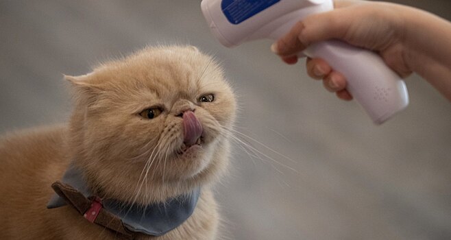 Кошки могут заражать друг друга коронавирусом