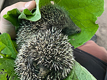 Новосибирск стал местом симпатрии двух видов ежей