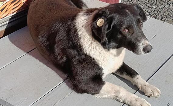 Подростку, которого покусала бездомная собака, окружная администрация Курска выплатит 50 тысяч