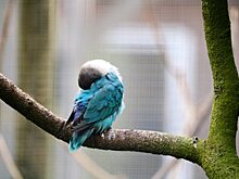 Учёные обнаружили, что птицы учатся петь во сне