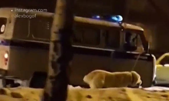 Собака сопровождала полицейскую машину с мигалками