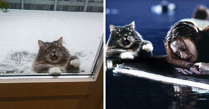 Кот очень хотел попасть домой и стал героем оригинальных мемов