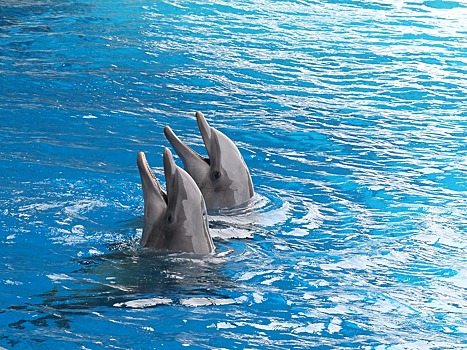 На северо-востоке столицы расскажут о том, как дельфины лечат детей