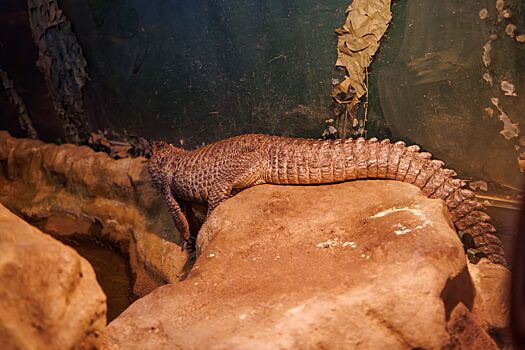 Живший в ресторане крокодиловый кайман поселился в Московском зоопарке