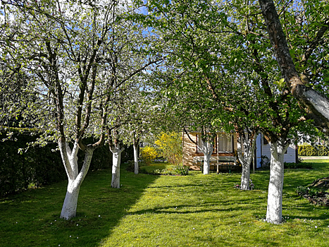 Не прижилось. Почему любимые плодовые культуры не оправдывают ожиданий и как это исправить