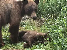 Медведица часами отчаянно пыталась разбудить погибшего под колесами медвежонка