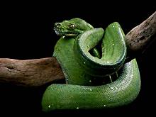 Россиянка получила ожоги 40 процентов тела от горящей змеи в Африке