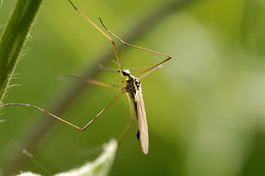 Россиян предупредили о комарах-переносчиках лихорадки