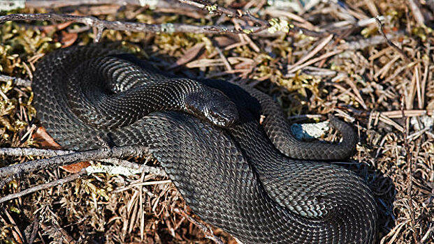 В США турист обнаружил змею в туалете арендованного дома