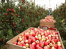 Делегация представителей бизнес-сообщества Италии посетит Адыгею осенью