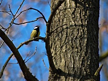 Многие птицы могут погибнуть в Нижегородской области из-за последствий ледяного дождя