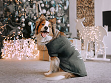 Психологи рассказали, как встречать Новый год одиноким