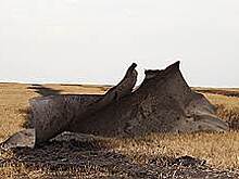 Дело труба
