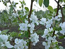 В Григорьевских садах зацвели яблони