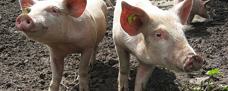 Жители деревни Путянино уверены, что свинокомплекс «Дымов» отравляет лес и озеро