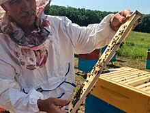 Агрохимикаты и пестициды. Почему разоряются орловские пасечники