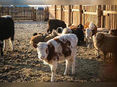 Волки грызут скот в Сретенском районе