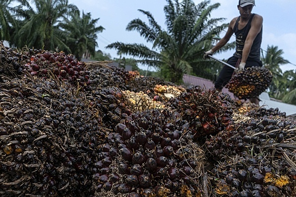 В Масложировом союзе России назвали раскрученным миф о вреде пальмового масла